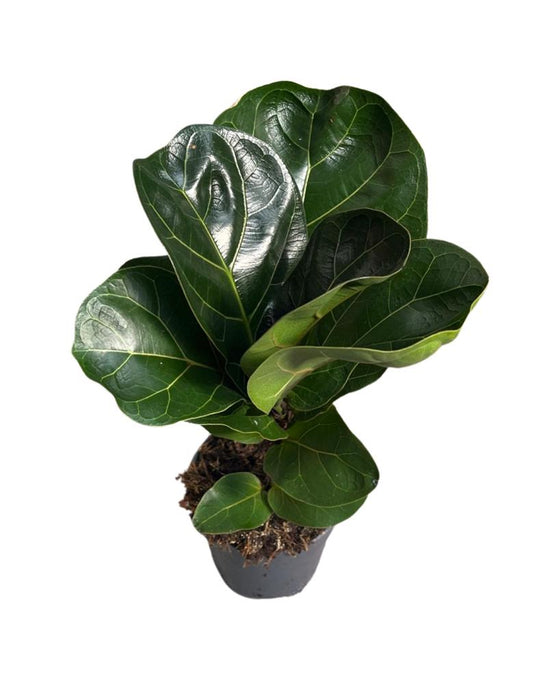 Ficus lyrata - Fiddle Leaf Fig Image 5