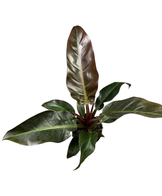 Philodendron 'Imperial Red' Image 1