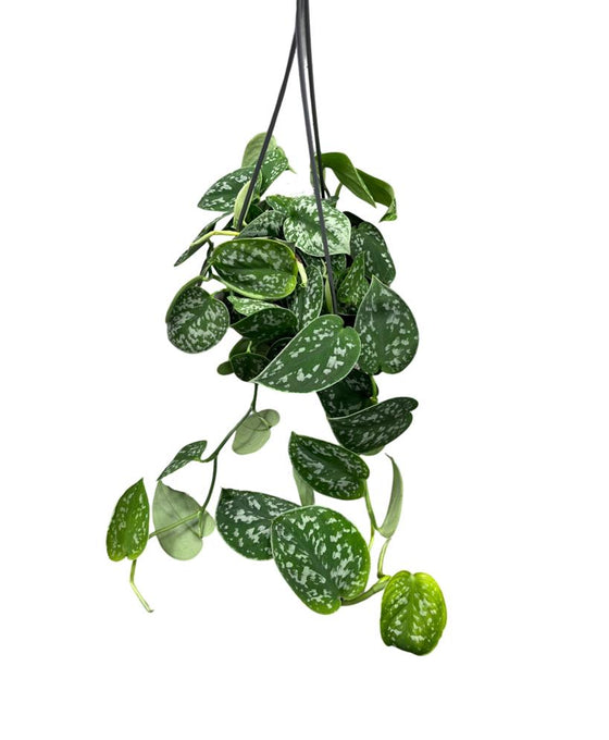 Scindapsus pictus 'Argyraeus' - Satin Pothos Image 3