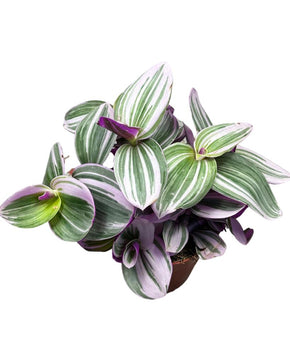 Tradescantia albiflora 'Nanouk'®