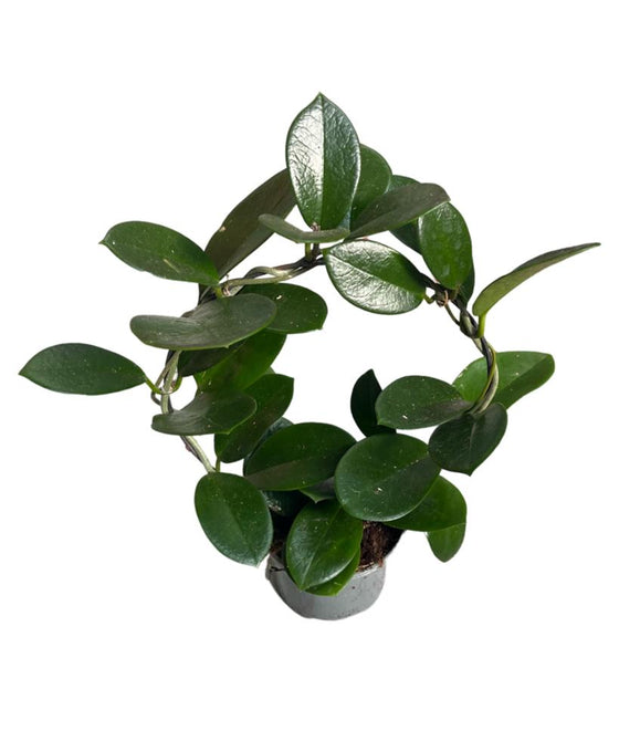 Hoya australis Image 1