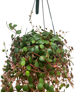 Peperomia prostrata 'Pepperspot'