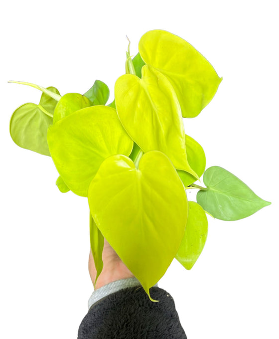 Philodendron hederaceum 'Lemon Lime' Image 1