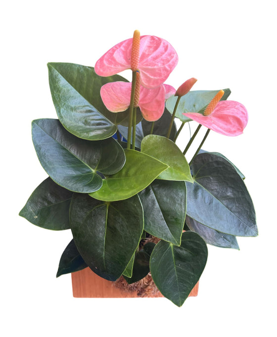 Anthurium andraeanum 'Royal Spirit Champion' Image 6