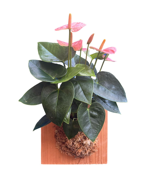 Anthurium andraeanum 'Royal Spirit Champion' Image 7