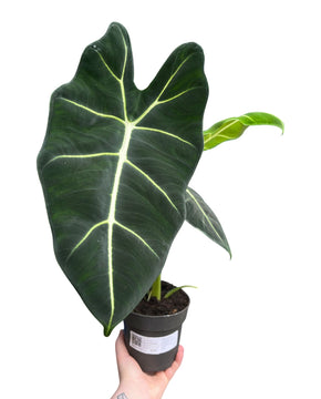 Alocasia micholitziana 'Frydek'