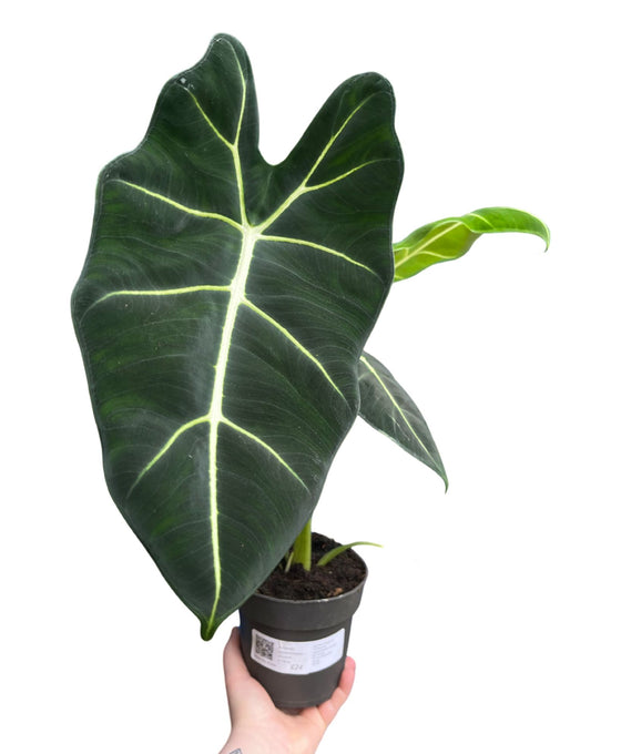 Alocasia micholitziana 'Frydek' Image 1