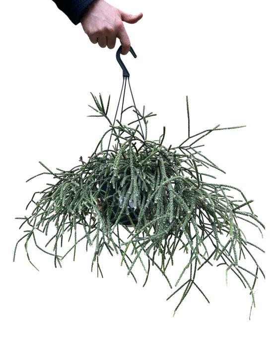 Rhipsalis pilocarpa Image 2