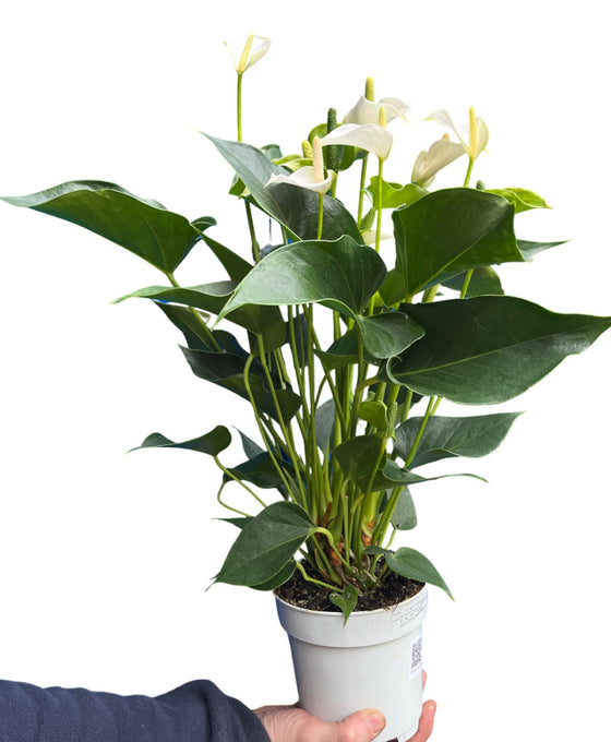 Anthurium andraeanum 'Royal White Champion' Image 1