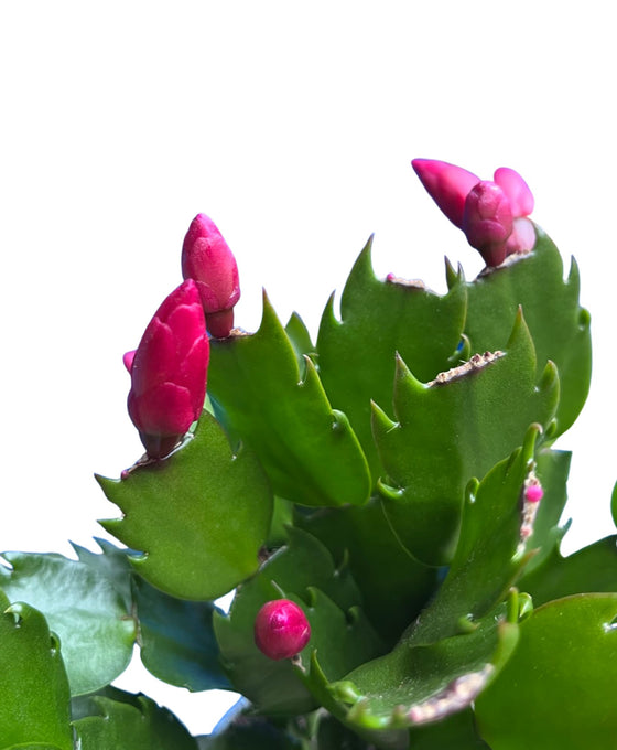 Schlumbergera truncata Image 2