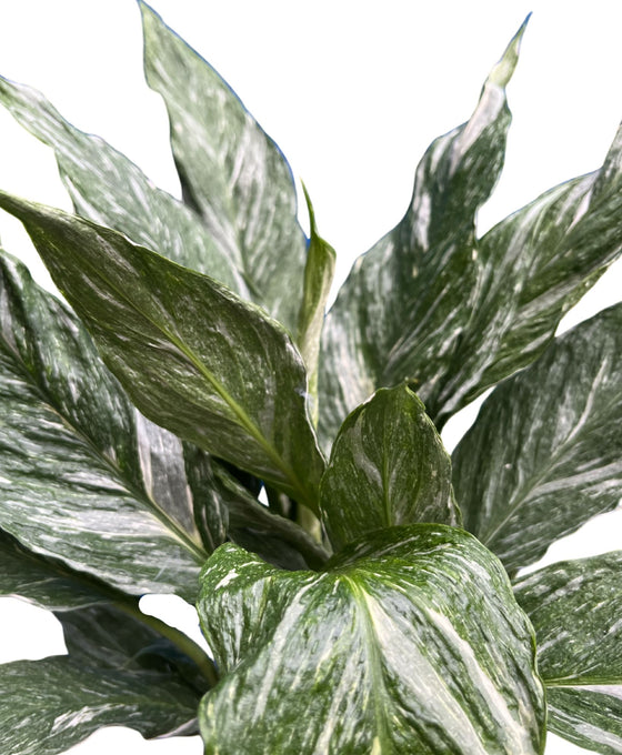 Spathiphyllum wallisii 'Diamond Variegata' Image 2