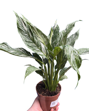 Spathiphyllum wallisii 'Diamond Variegata'