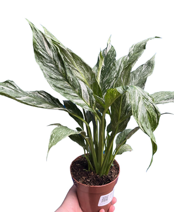 Spathiphyllum wallisii 'Diamond Variegata' Image 1