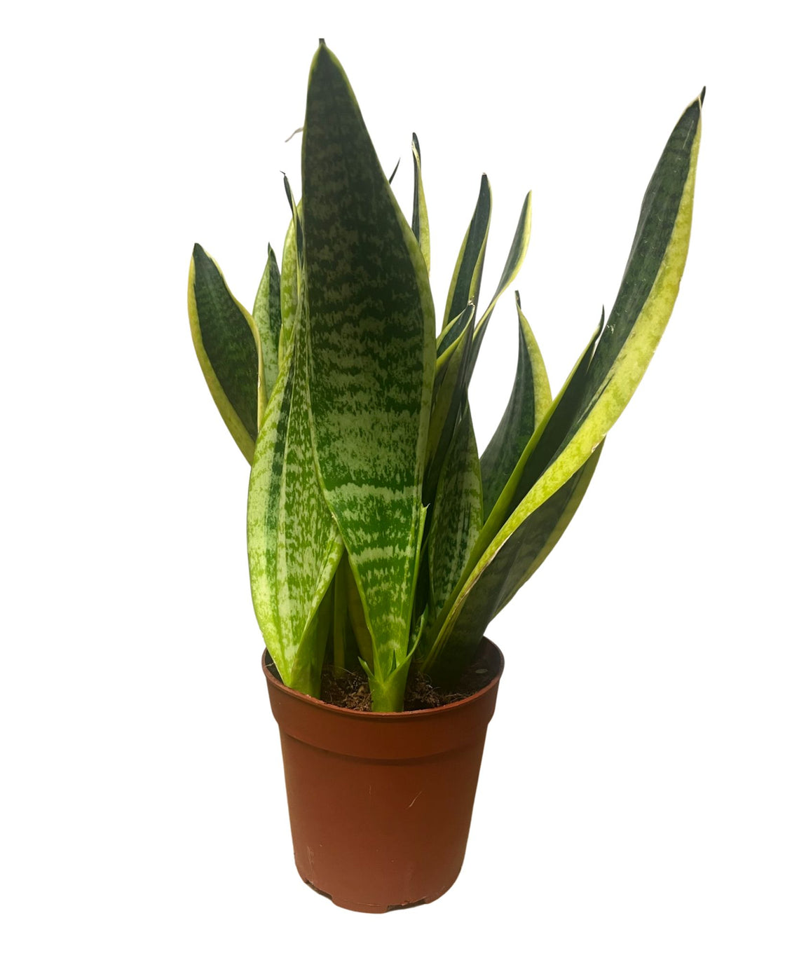 Buy Sansevieria Trifasciata Laurentii Plant Express Uk Delivery Root Houseplants 