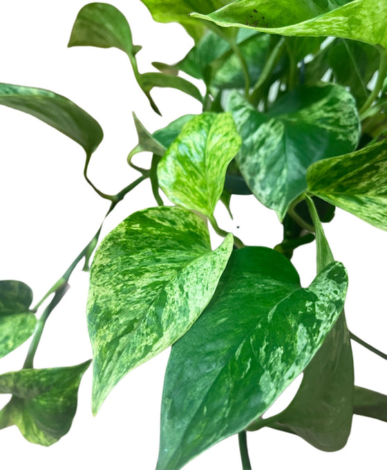 Epipremnum aureum 'Marble Queen' Image 3