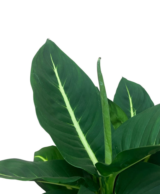 Dieffenbachia 'Green Magic' Image 2