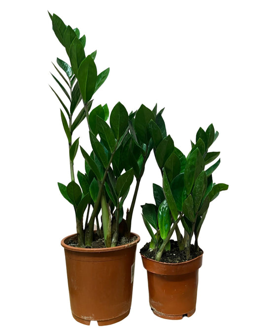 Zamioculcas zamiifolia - ZZ plant Image 4