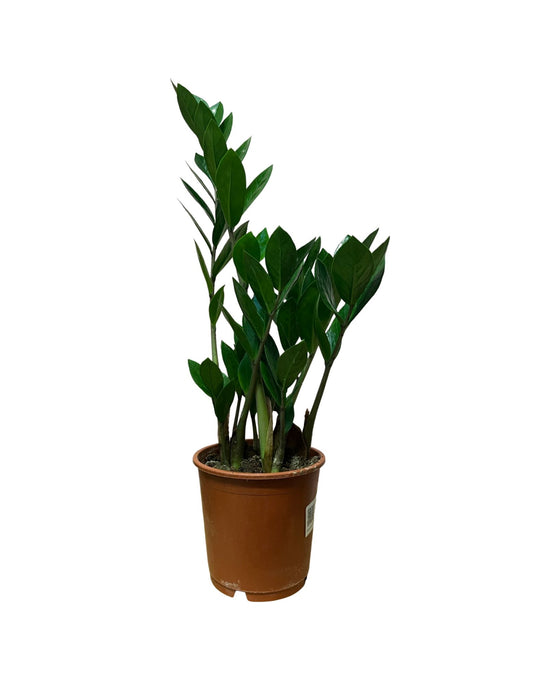 Zamioculcas zamiifolia - ZZ plant Image 2