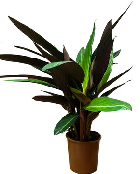 Calathea 'Magic Star'