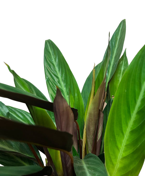 Calathea 'Magic Star' Image 2