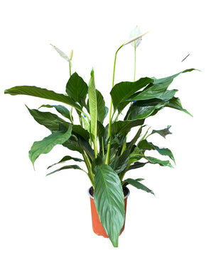 Spathiphyllum wallisii 'Sweet Chico'