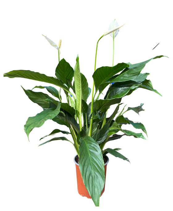 Spathiphyllum wallisii 'Sweet Chico' Image 1