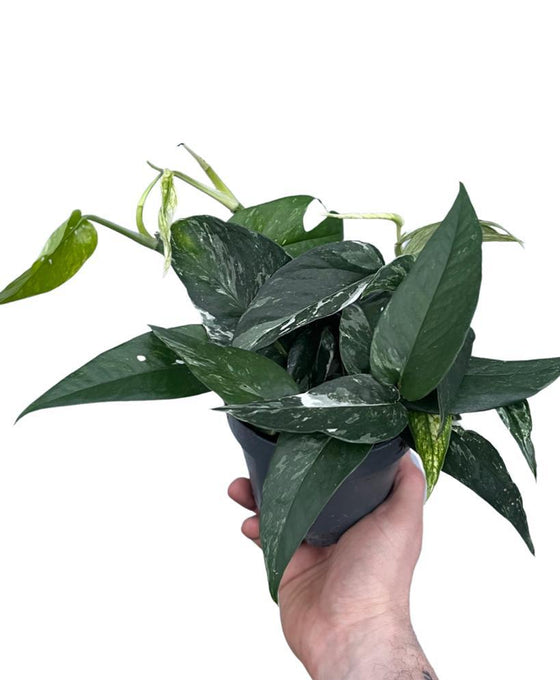 Variegated Epipremnum Pinnatum Rooted Plant 8C 