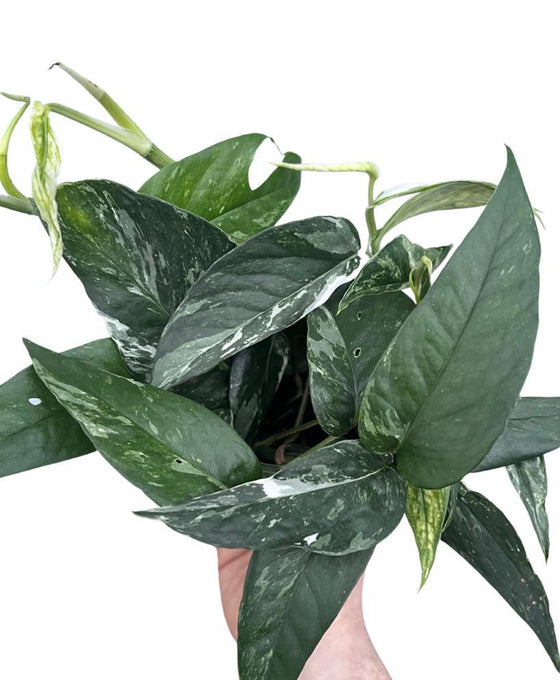 Epipremnum Pinnatum Marble variegated