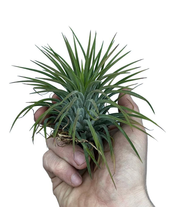 Tillandsia ionantha Image 2