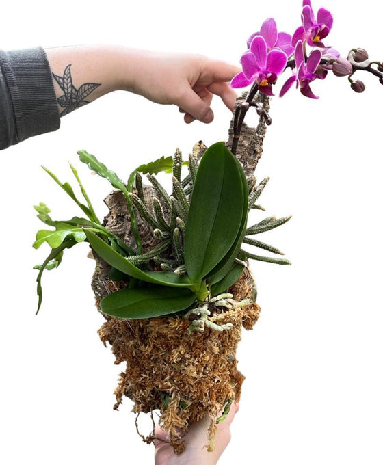 Rhipsalis, Disocactus and Phalaenopsis Cork Mount Image 1