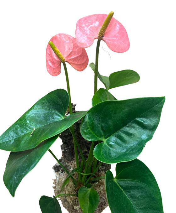 Anthurium andraeanum 'Royal Spirit Champion' Image 2