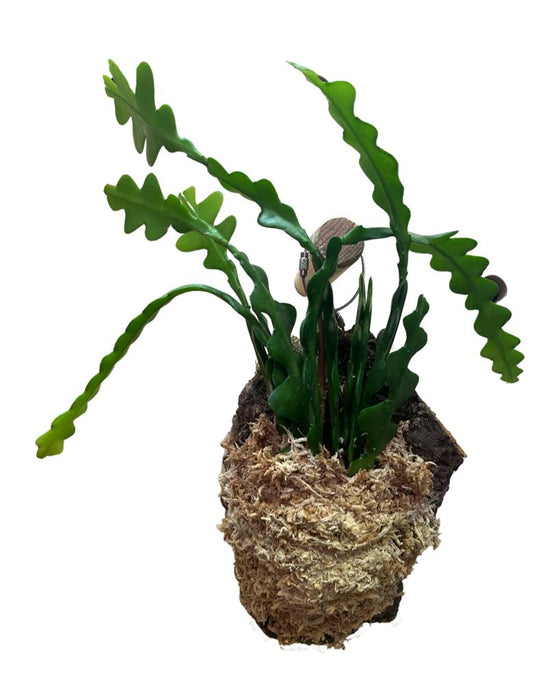 Disocactus anguliger (syn. Epiphyllum anguliger) Image 3