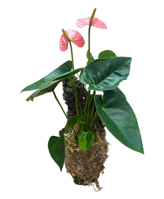 Anthurium andraeanum 'Royal Spirit Champion' Image 1