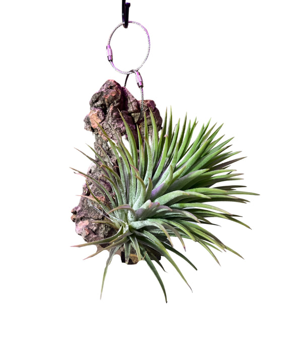 Tillandsia ionantha Image 3