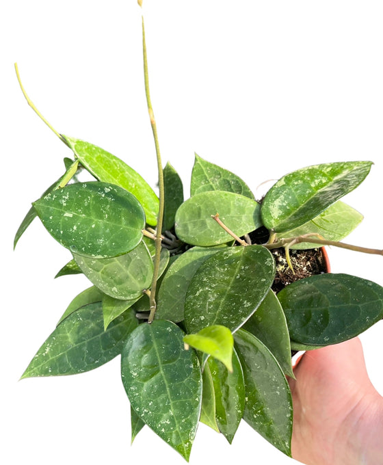 Hoya parasitica 'Black Margin' Image 1
