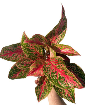 Aglaonema 'Red Emerald'