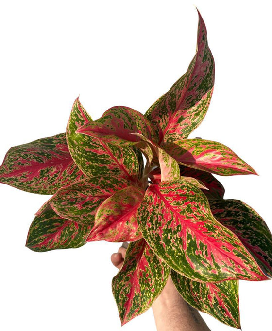 Aglaonema 'Red Emerald' Image 1