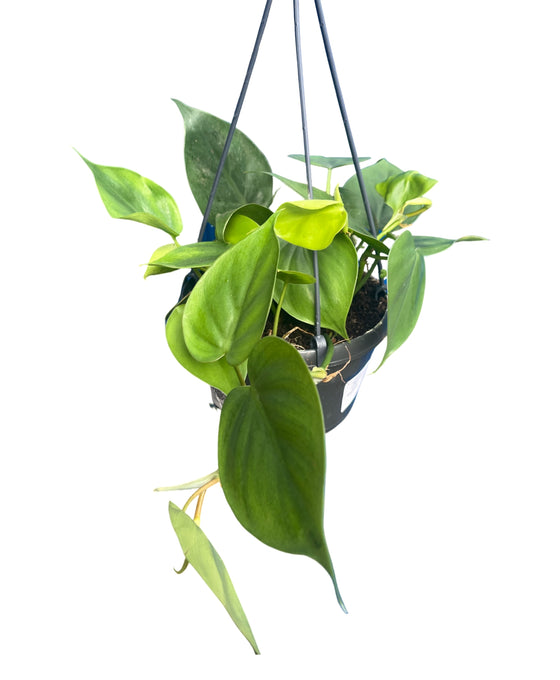 Philodendron scandens Image 3