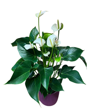 Anthurium in velvet planter