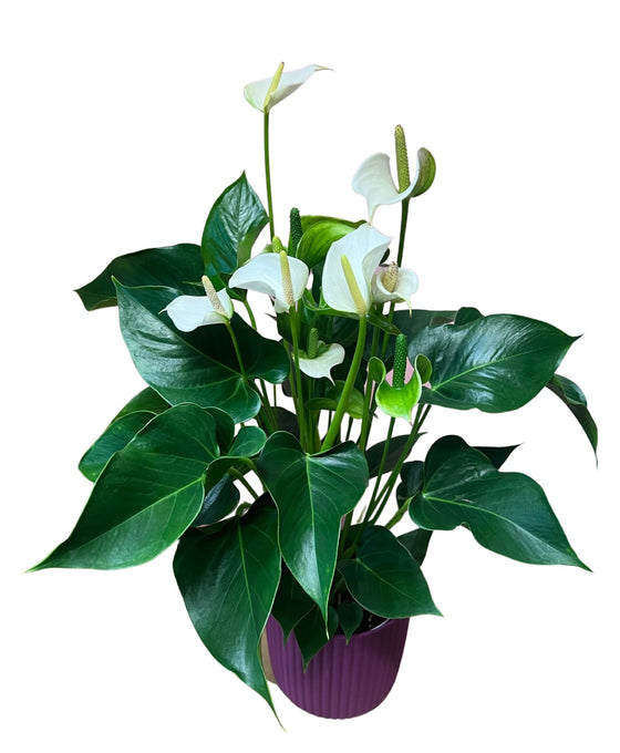 Anthurium in velvet planter Image 1