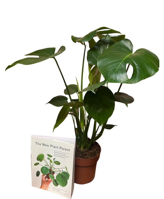 Plant and Book Christmas Bundle Image 1