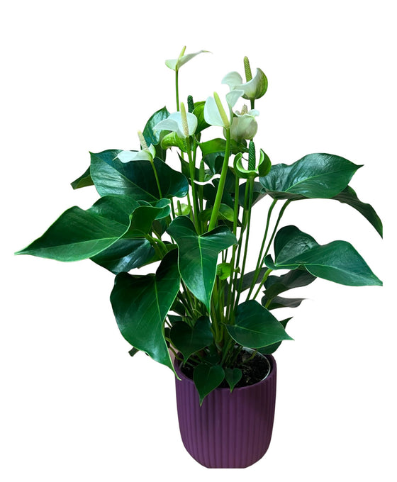 Anthurium in velvet planter Image 2