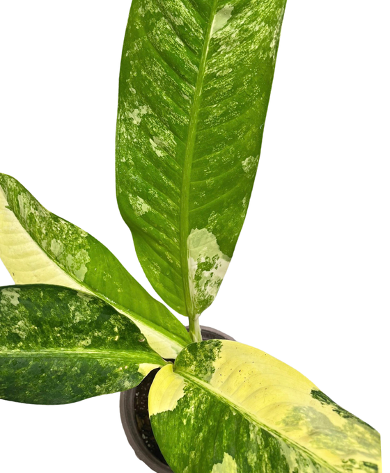 Dieffenbachia daguensis aurea Image 3