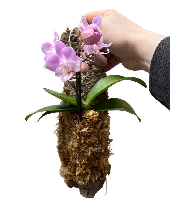 Phalaenopsis hybrid Image 1
