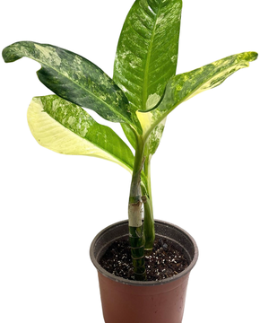 Dieffenbachia daguensis aurea