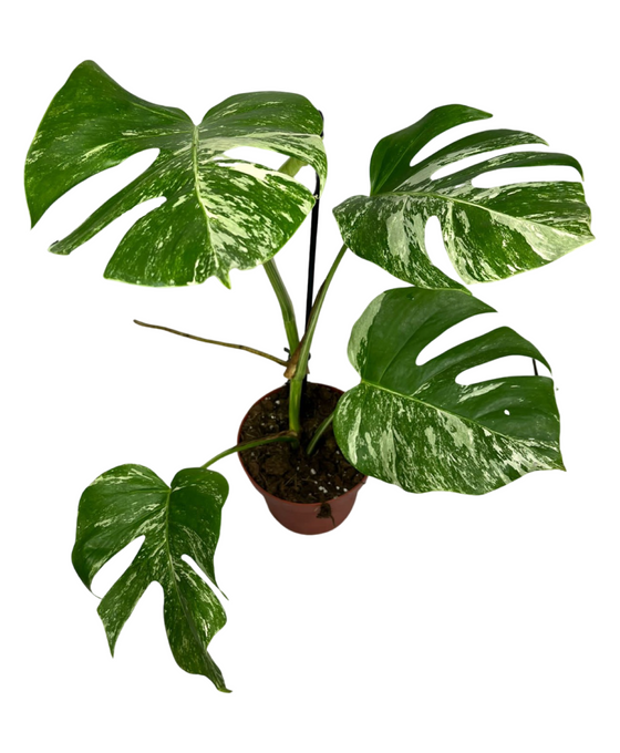 Monstera deliciosa 'Variegated' Image 3