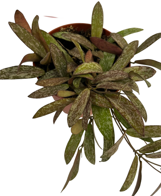 Hoya sigillatis Image 3
