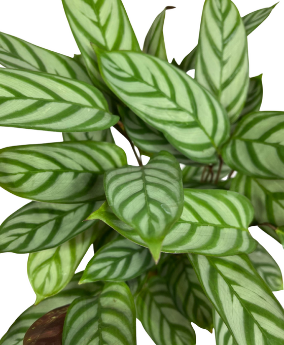 Ctenanthe setosa 'Compact Star' Image 2