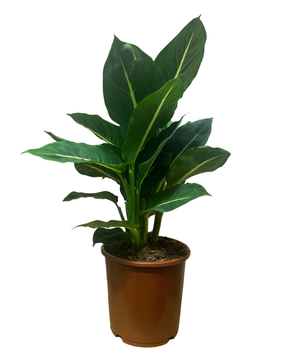 Dieffenbachia 'Green Magic'