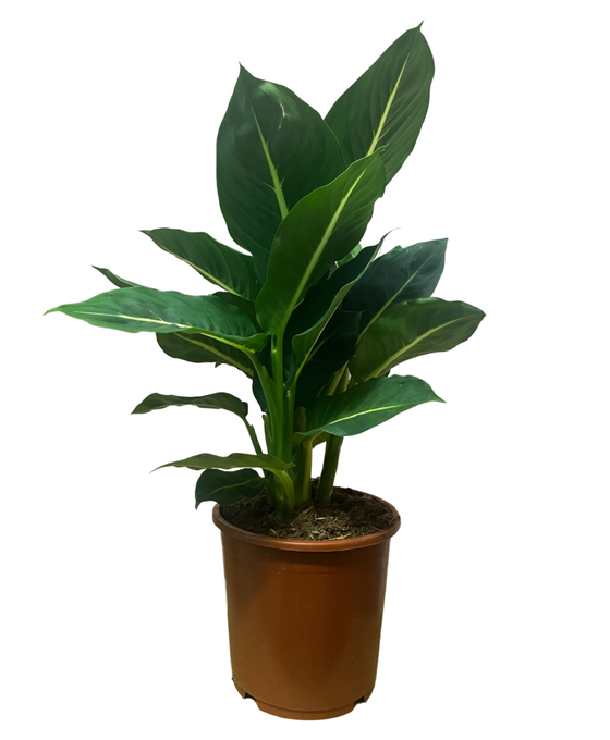 Dieffenbachia 'Green Magic' Image 1